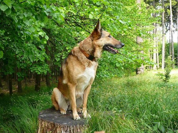 Káča1.jpg