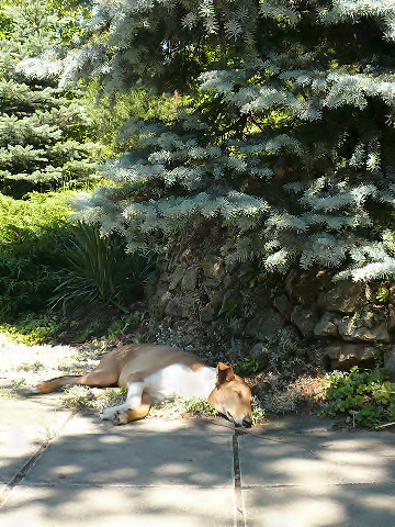 Siesta na chatě.jpg